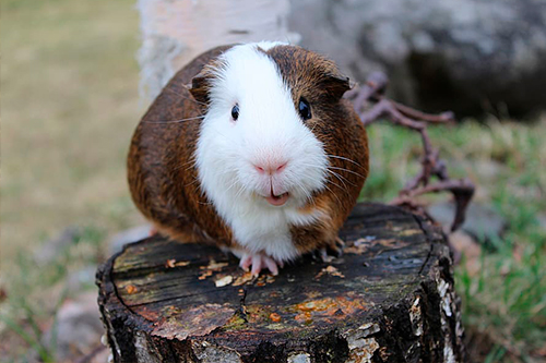 Cobaya con tocón de madera