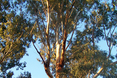 Madera de eucalipto para cobayas