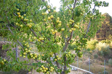 Madera de peral para cobayas