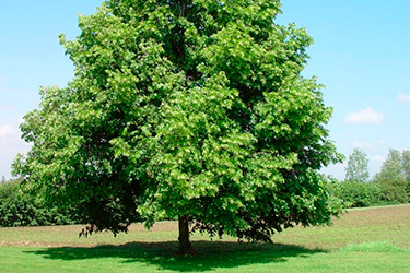 Madera de tilo para cobayas