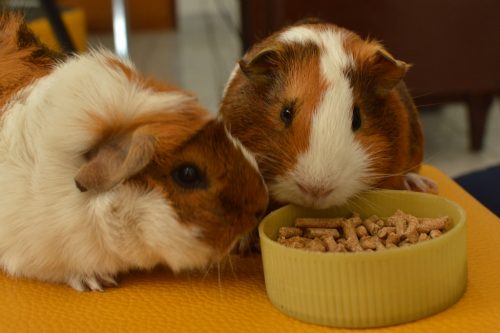 Cobayas comiendo pienso durante viaje