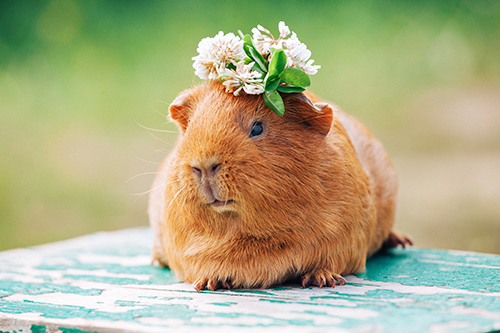 Cobaya con flores en la cabeza