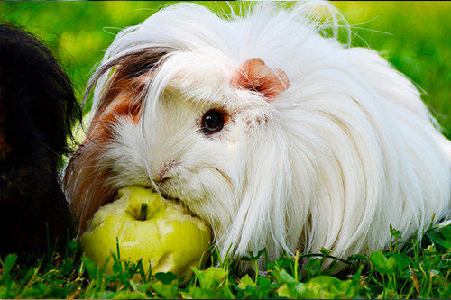 Cobaya comiendo manzana