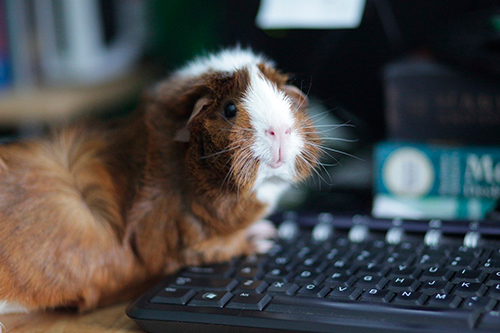 Cobaya en el ordenador