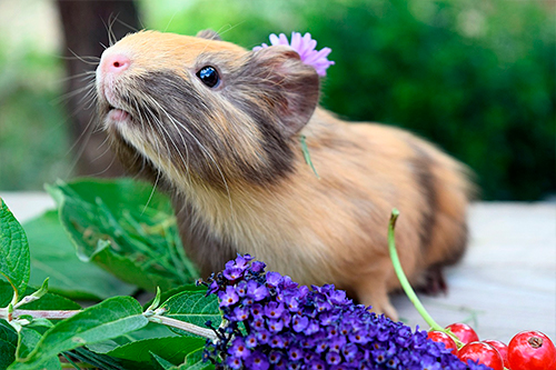 Cobaya rodeada de flores