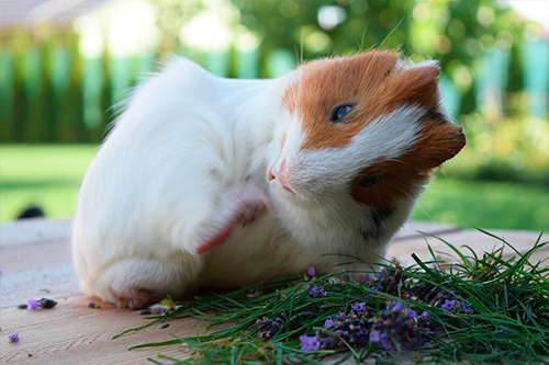 Cobaya rascándose