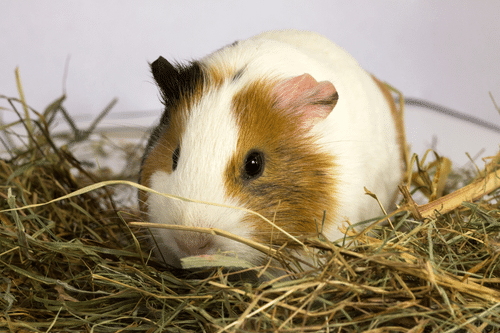 ¿Cuánto cuesta alimentar una cobaya?