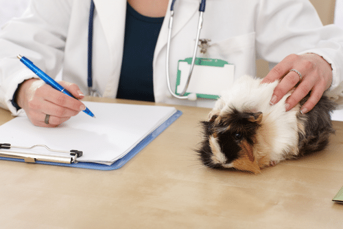 Cobaya en el veterinario para esterilización
