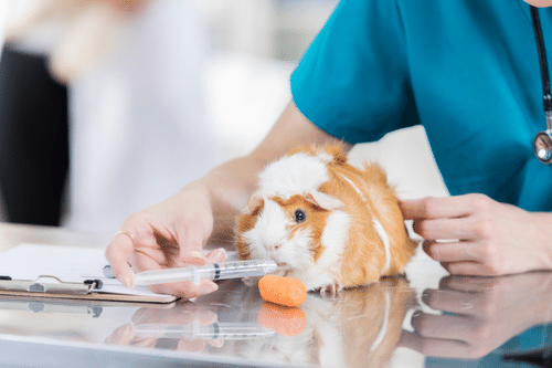 ¿Cuál es el precio de un veterinario para cobayas?