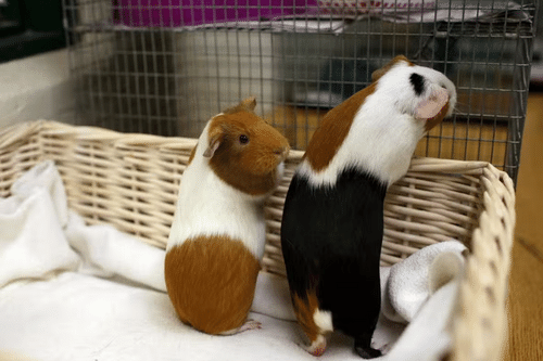 Cobayas en una tienda de animales