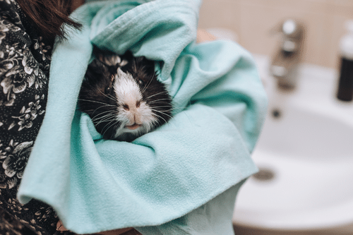 Cobaya bañada porque hace calor