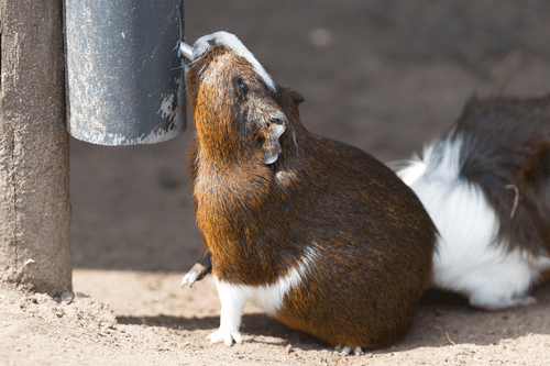 Cobaya bebiendo agua para hidratarse cuando hace calor