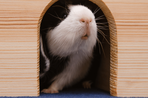 Cobaya en caseta de madera