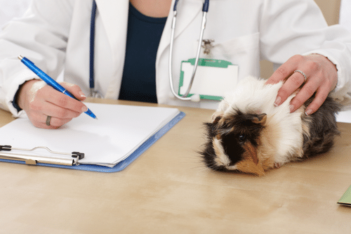 Cobaya en el veterinario por golpe de calor