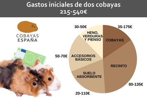 Cuánto vale tener una cobaya precio y gastos