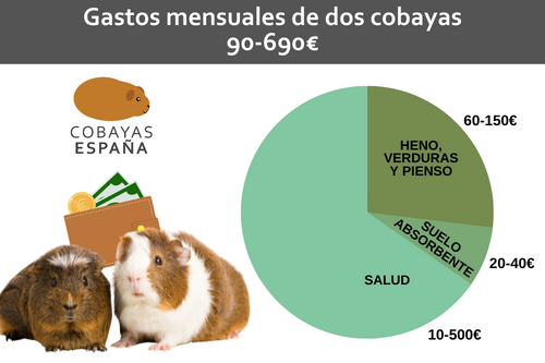 Cuánto vale mantener una cobaya y sus gastos