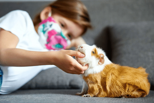 Niña con mascarilla acariciando cobaya