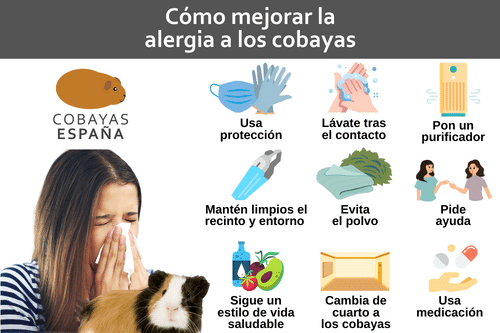 Cómo mejorar la alergia a los cobayas o cuyos