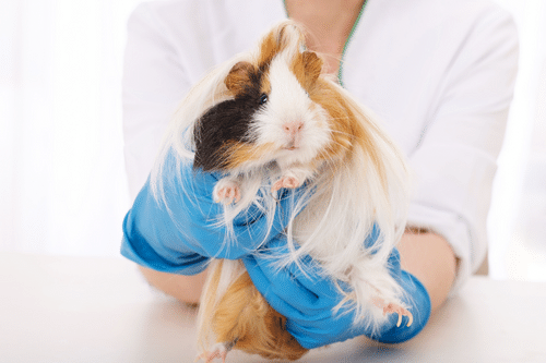 Veterinaria de exóticos sujetando una cobaya hembra